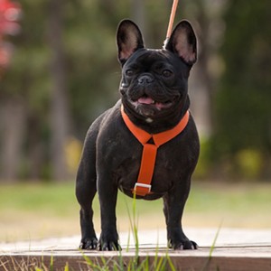 2022 Nový styl Barevný psí postroj a vodítkonastavit vícebodovýnastavitelný a trakční připojení pes postroje